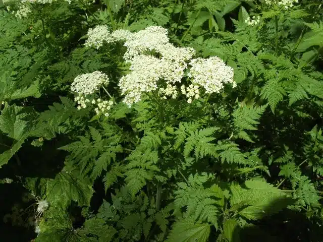 Süßdolde mit zartem Blattwerk und weißen Blüten