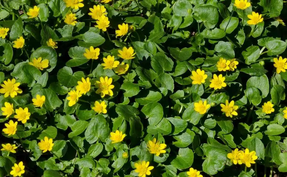 Scharbockskraut im Frühling mit jungen grünen Blättern