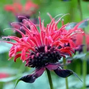 Scharlachrote Blüte der Indianernessel (Monarda didyma) mit dunklen Hochblättern in Nahaufnahme