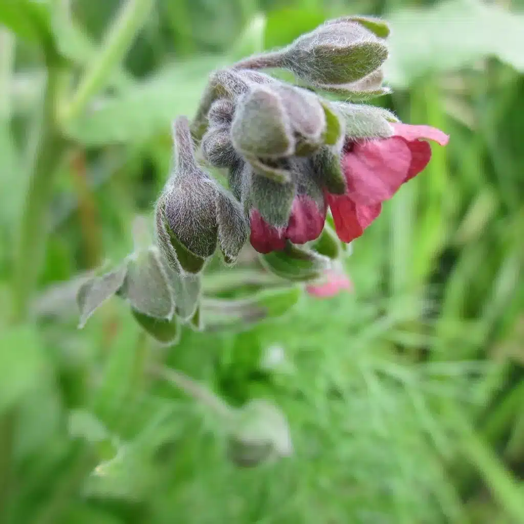 Samenpackung Hundszunge (Cynoglossum officinale), zehn Stück