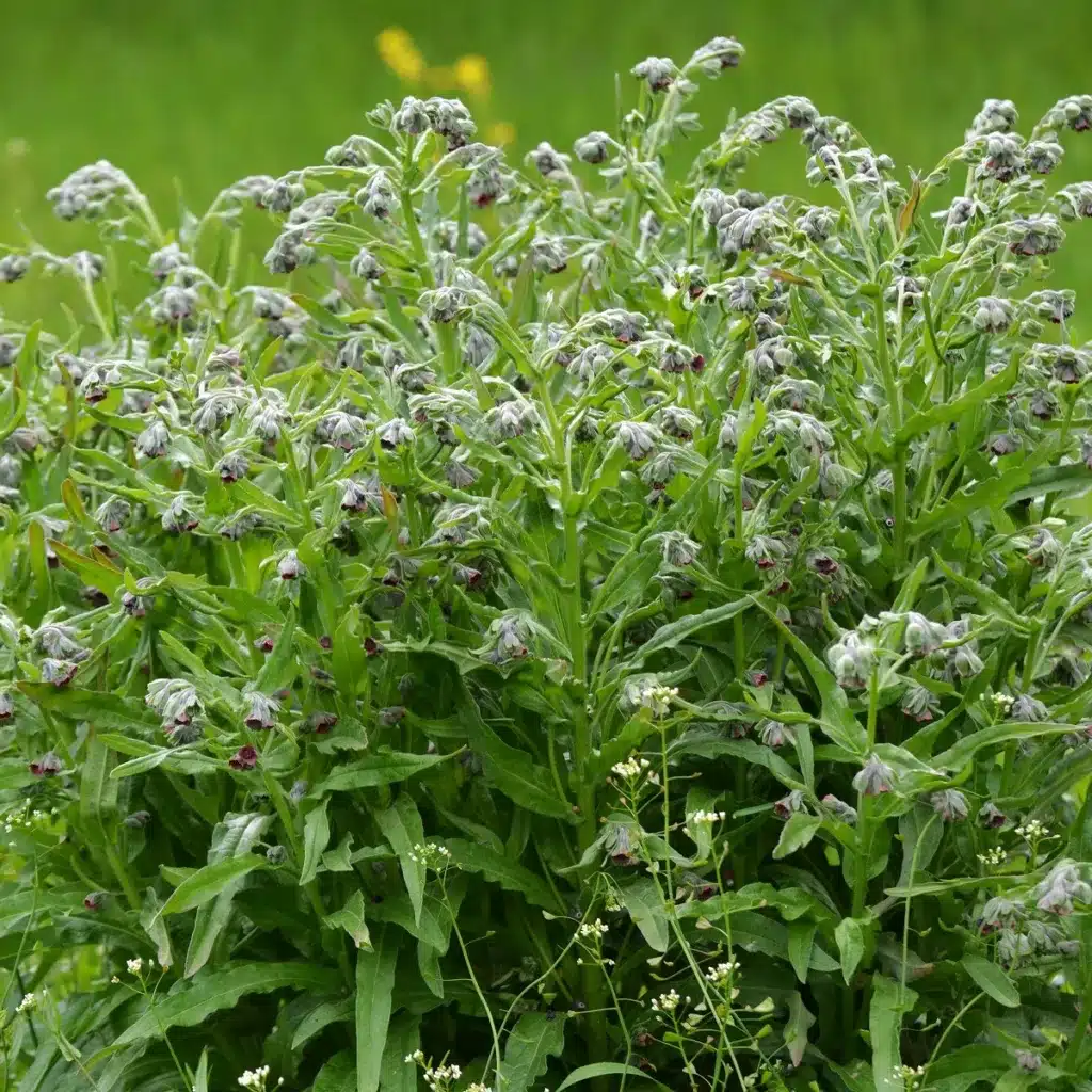 Packung mit zehn Samen der Hundszunge (Cynoglossum officinale)
