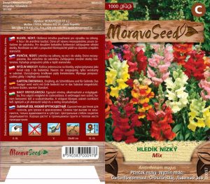Niedriges Löwenmaul - Antirrhinum majus