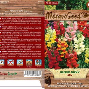 Niedriges Löwenmaul - Antirrhinum majus