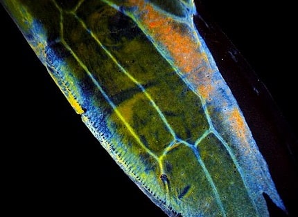 Chitin