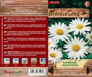 Große Margerite - Leucanthemum maximum