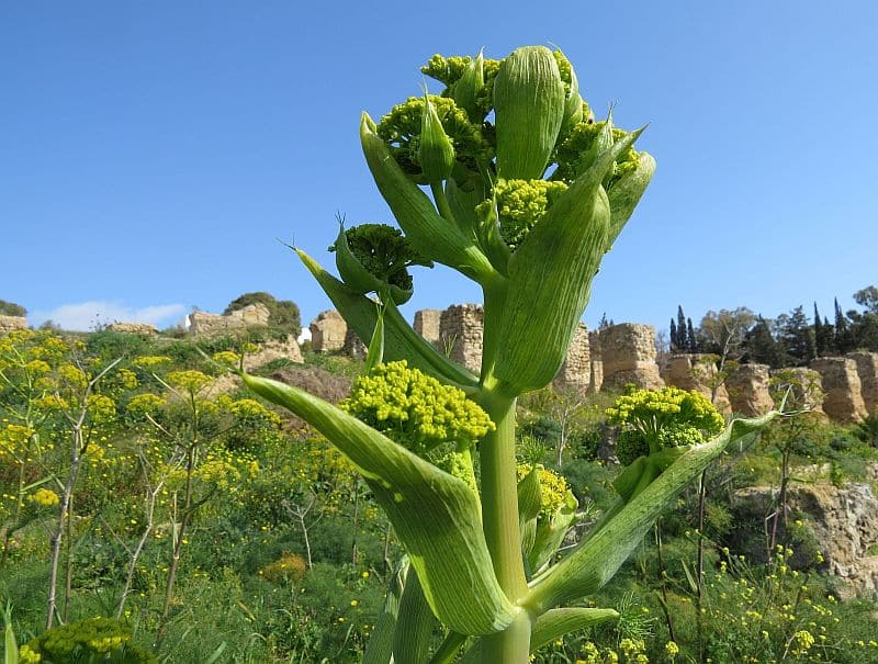 Riesenfenchel (Ferula communis) mit gelben Blütendolden vor antiken Ruinen im Mittelmeerraum