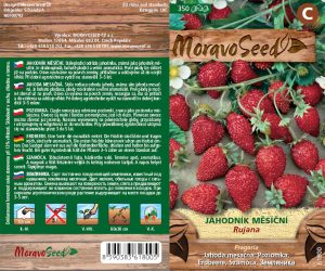 Monatserdbeere - Fragaria - RUJANA