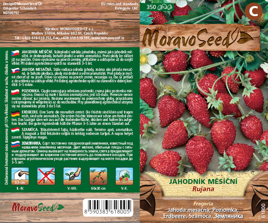Monatserdbeere - Fragaria - RUJANA