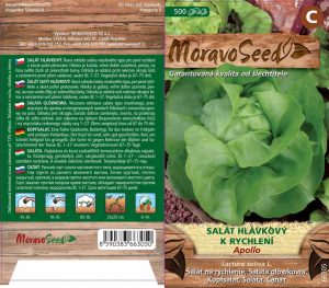 Treibhaus-Kopfsalat - Lactuca sativa - APOLLO