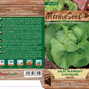 Treibhaus-Kopfsalat - Lactuca sativa - APOLLO