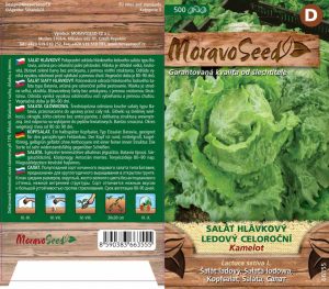 Eisbergsalat - Lactuca sativa - KAMELOT - ganzjährig