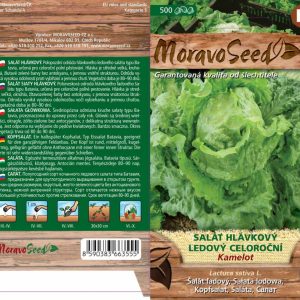Eisbergsalat - Lactuca sativa - KAMELOT - ganzjährig