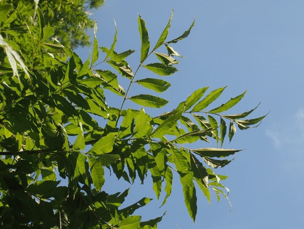 Esche (Fraxinus jasan)