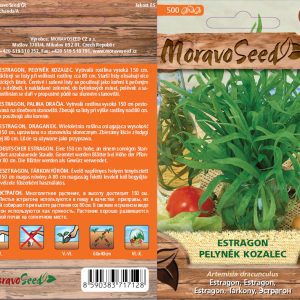 Estragon - Artemisia dracunculus