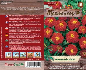 Studentenblume niedrig - Tagetes patula - rotbraun