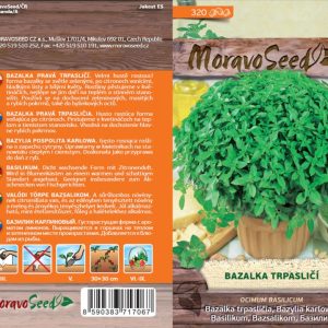 Echtes Basilikum - Ocimum basilicum - Zwerg für Töpfe
