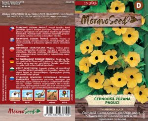 Schwarzäugige Susanne - Thunbergia alata - Kletternd