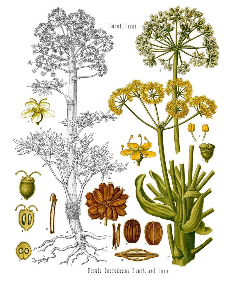 Botanische Tafel des Asants (Ferula assa-foetida) aus Köhlers Medizinal-Pflanzen mit Wurzel, Dolde, Blüte und Früchten