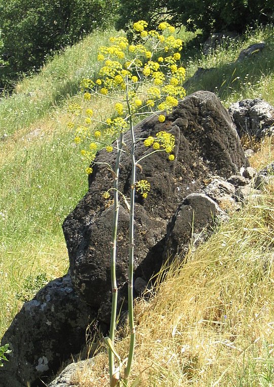 Blühender Riesenfenchel (Ferula communis) an einem Felsblock auf einer Wiese