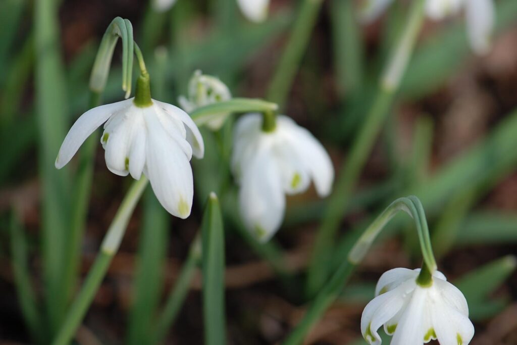 Galanthus nivalis 'Pusey Green Tips'