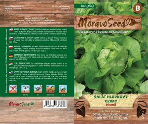 Kopfsalat - Lactuca sativa - HUMIL - Winter