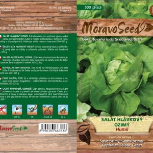 Kopfsalat - Lactuca sativa - HUMIL - Winter