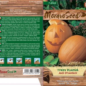 Großfruchtkürbis - Cucurbita pepo - JACK O LANTERN - rankend