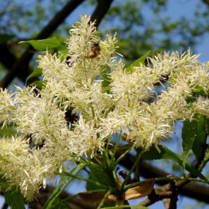 Blumenesche (Fraxinus ornus) – dichte cremeweiße Blütenrispen an einem Zweig vor blauem Himmel