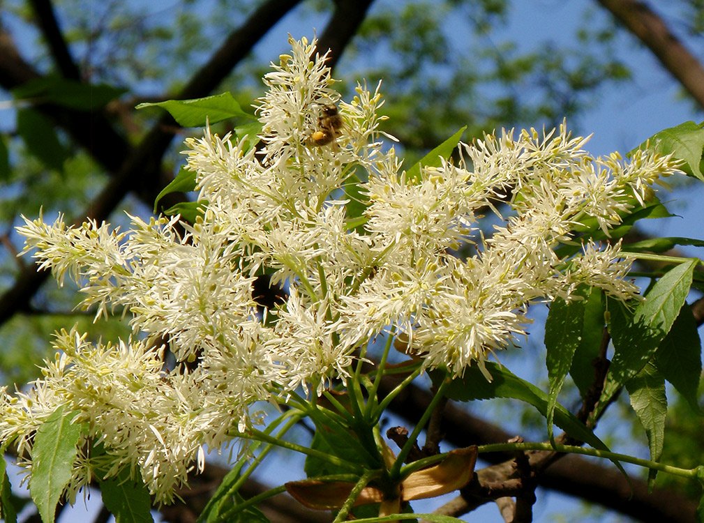 Blumenesche (Fraxinus ornus)