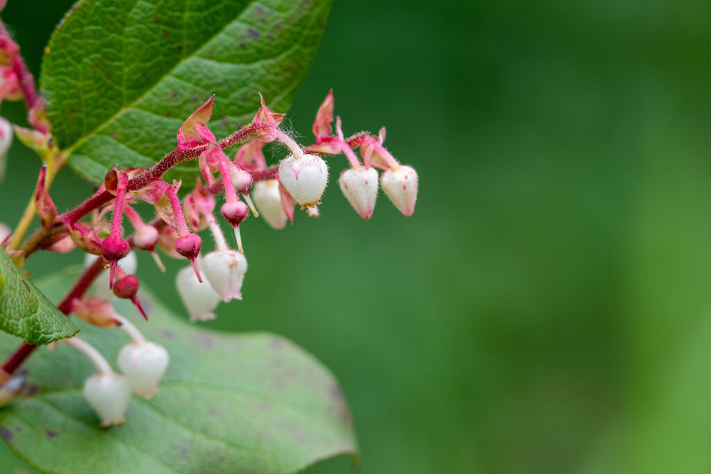 Schallon-Scheinbeere (Gaultheria shallon)