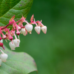 Schallon-Scheinbeere (Gaultheria shallon)
