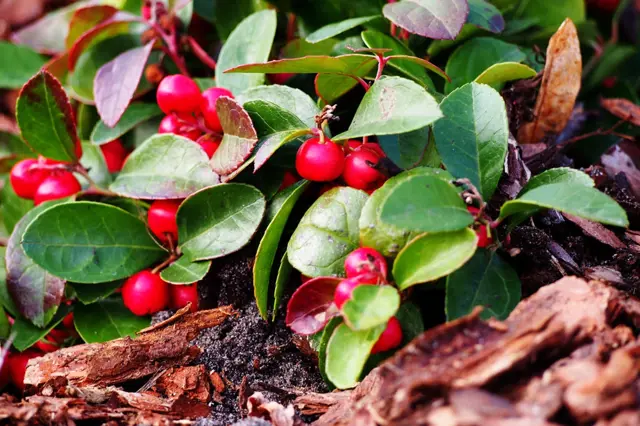 Kriechende Scheinbeere (Gaultheria procumbens)