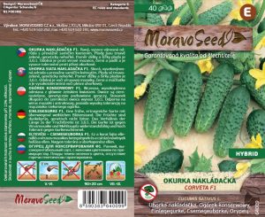 Einlegegurke grobnoppig - Cucumis sativus - CORVETA F1