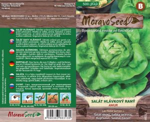 Kopfsalat Frühjahr/Herbst - Lactuca sativa - AMUR