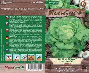 Kopfsalat - Lactuca sativa - CASSINI - Sommer