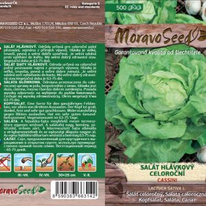 Kopfsalat - Lactuca sativa - CASSINI - Sommer