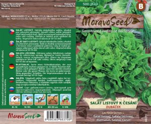 Pflücksalat - Lactuca sativa - DUBÁČEK - grün