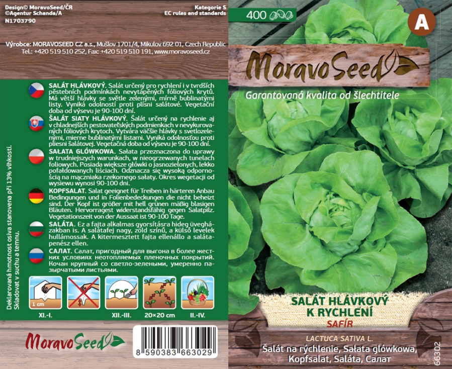 Frischer grüner Kopfsalat mit dichten, knackigen Blättern in optimaler Erntereife