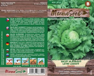 Eisbergsalat - Lactuca sativa - TRAPER - Sommer