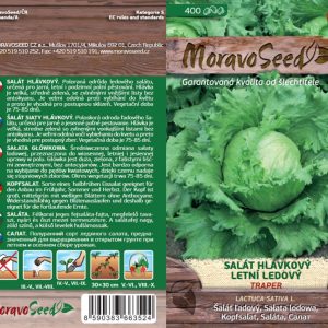 Eisbergsalat - Lactuca sativa - TRAPER - Sommer