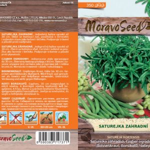 Garten-Bohnenkraut - Satureja hortensis