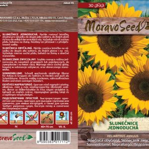 Einfache Sonnenblume - Helianthus annuus - gelb