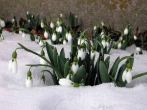 Blühende Schneeglöckchen (Galanthus nivalis) mit weißen Glöckchen, die eine geschlossene Schneedecke durchbrechen