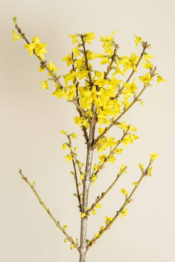 blühender Forsythienstrauch