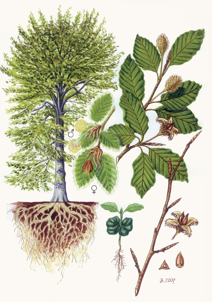 Rotbuche