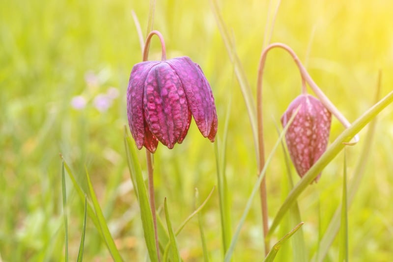 Schachbrettblume