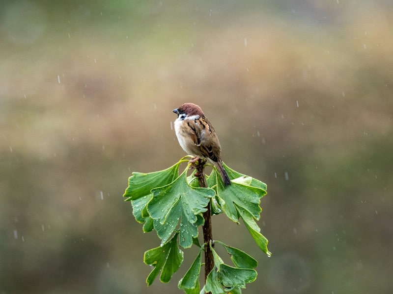 Detailaufnahme eines Feldsperlings auf einem Ginkgo-Baum im Regen