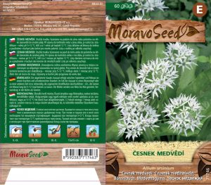 Bärlauch - Allium ursinum