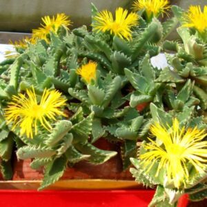 Faucaria (Faukarie) - Tigermaul