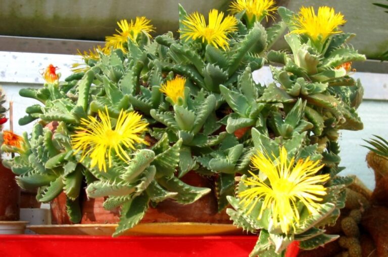 Faucaria (Faukarie) - Tigermaul